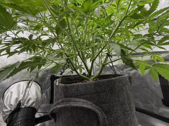 Z-Up Auto. Week 6