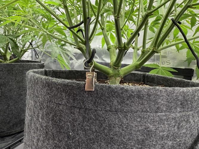 Z-Up Auto. Week 6