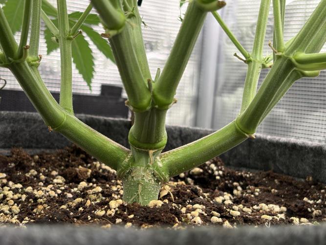 Z-Up Auto. Week 6