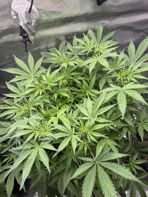 Z-Up Auto. Week 6 - day 43 continued with some small defoil 