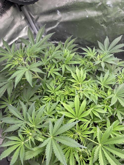 Z-Up Auto. Week 6 - changes position for more even light