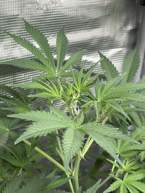 Z-Up Auto. Week 6 - first pistils