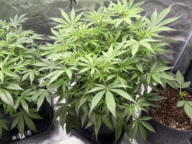 Z-Up Auto. Week 6