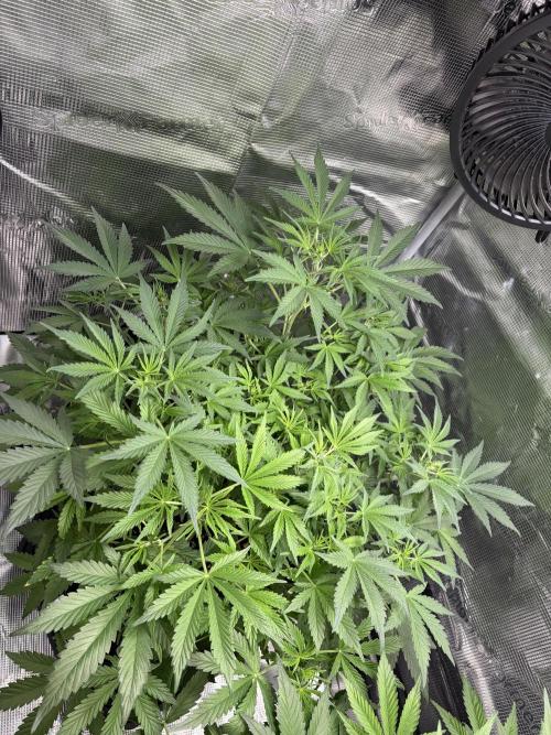 Z-Up Auto. Week 6 - getting bushy