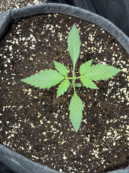 Lemon Cherry Cookies Auto. Week 1 - very healthy