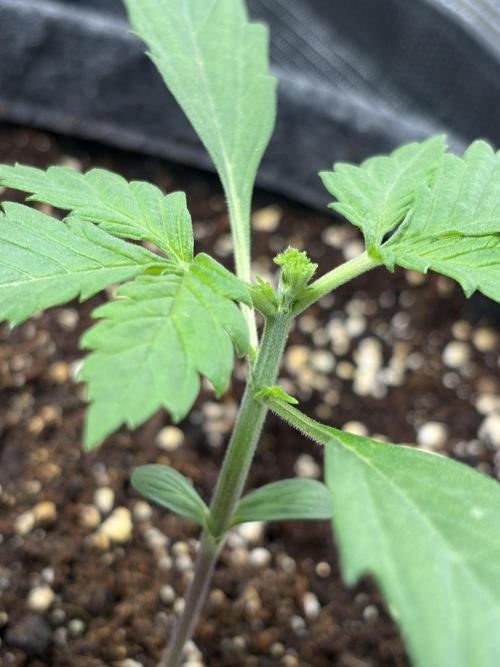 Lemon Cherry Cookies Auto. Week 1 - no more head , fimmed