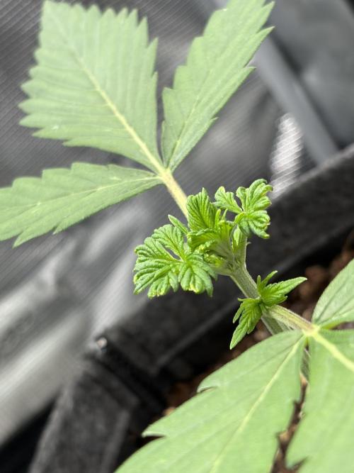 Lemon Cherry Cookies Auto. Week 2 - developing very good