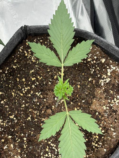 Lemon Cherry Cookies Auto. Week 2