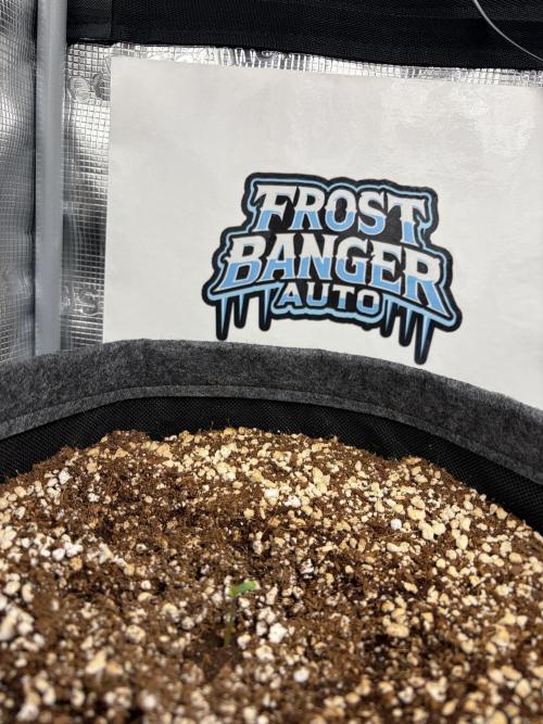 42 fast buds champions line. Week 0 - lost a Cotyledon while sprouting
