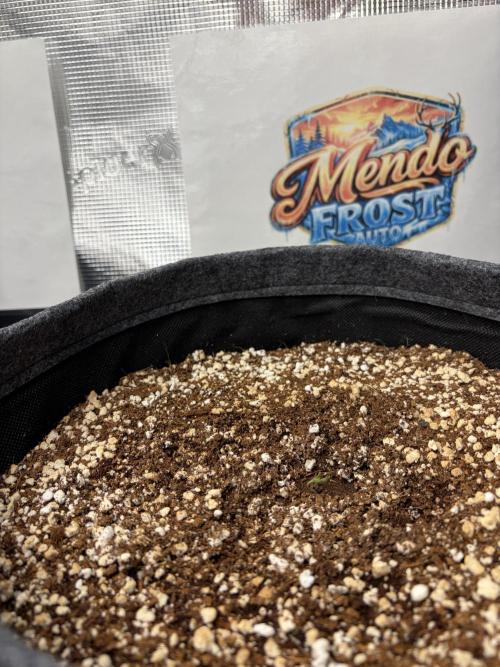 42 fast buds champions line. Week 0
