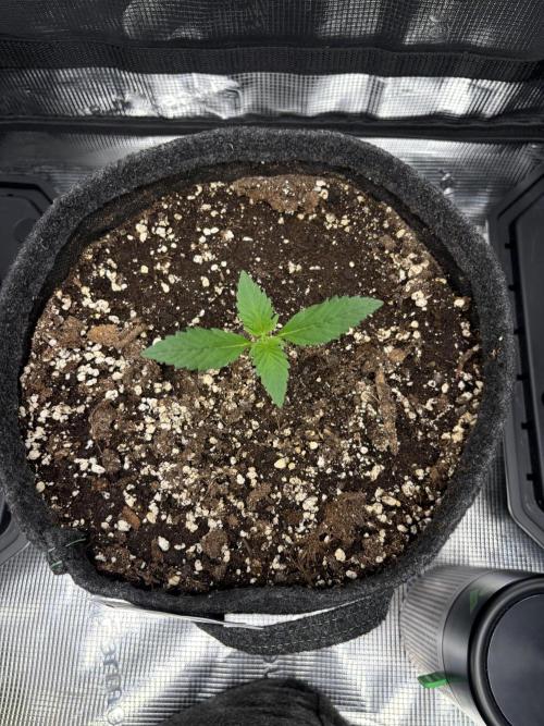 Guava and Strawberry Gorilla Auto RF3. Week 1