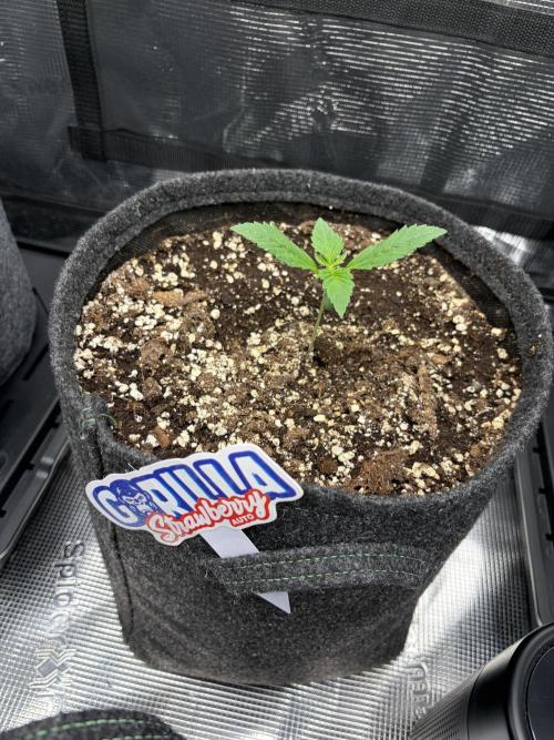 Guava and Strawberry Gorilla Auto RF3. Week 1