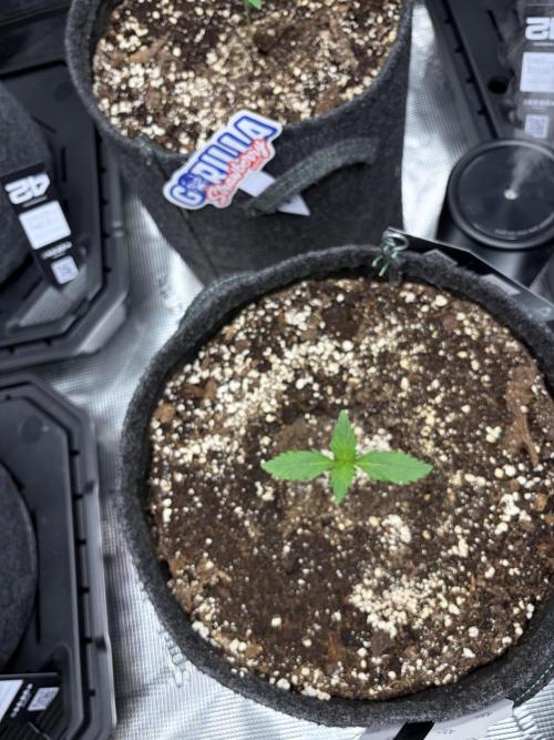 Guava and Strawberry Gorilla Auto RF3. Week 1