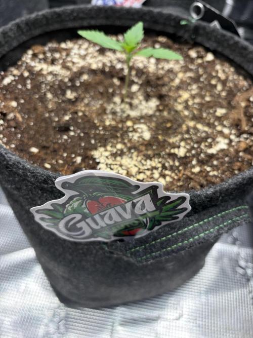 Guava and Strawberry Gorilla Auto RF3. Week 1