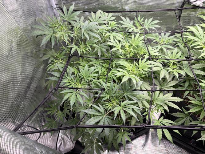 Z-Up Auto. Week 7