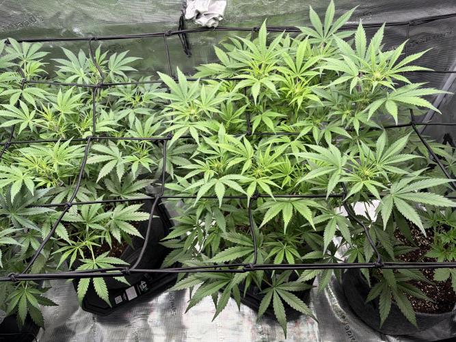 Z-Up Auto. Week 7