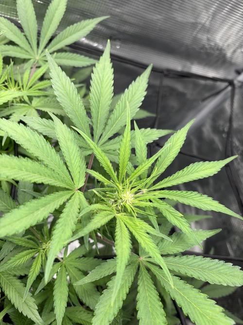 Z-Up Auto. Week 7