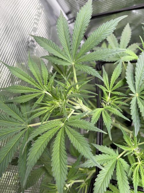 Z-Up Auto. Week 7