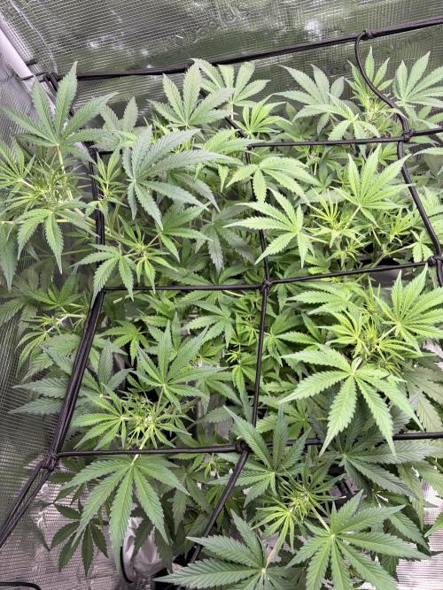 Z-Up Auto. Week 7