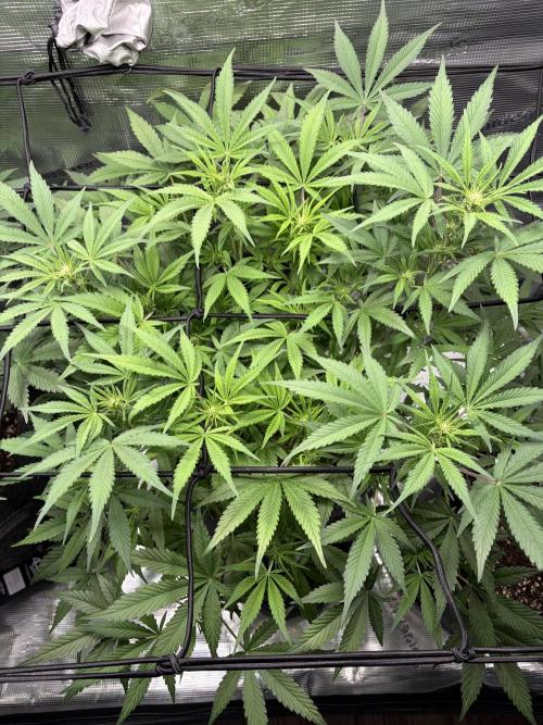 Z-Up Auto. Week 7