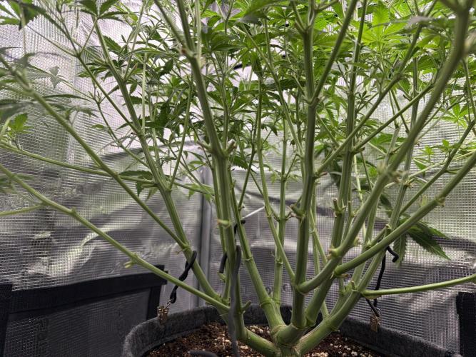 Z-Up Auto. Week 7