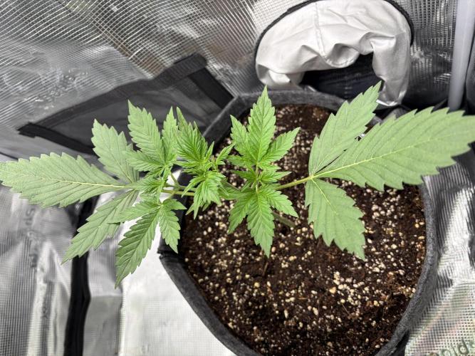 Lemon Cherry Cookies Auto. Week 3 - After remove