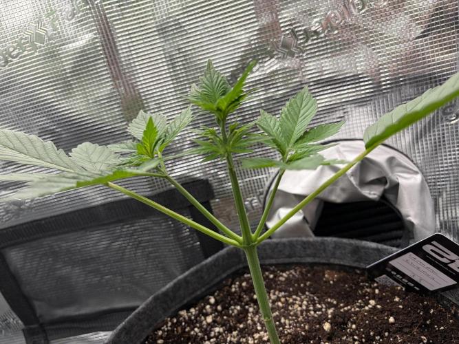 Lemon Cherry Cookies Auto. Week 3 - Develop very nice. Nearly same height 