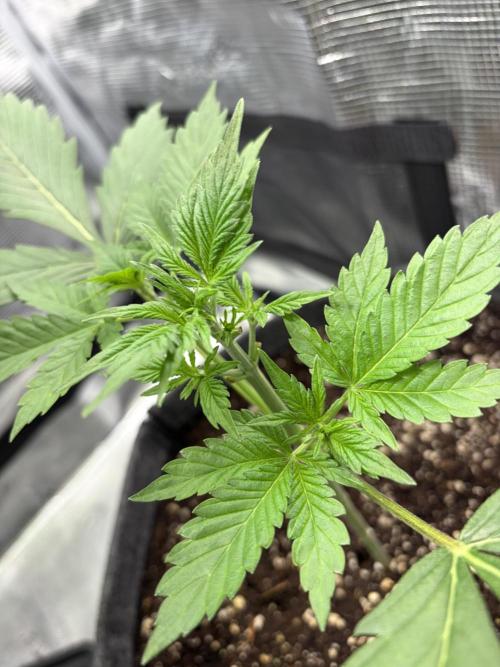 Lemon Cherry Cookies Auto. Week 3 - Before I removed the „fimmed“ leafes