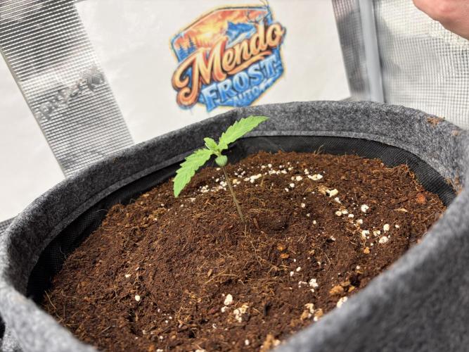 42 fast buds champions line. Week 1