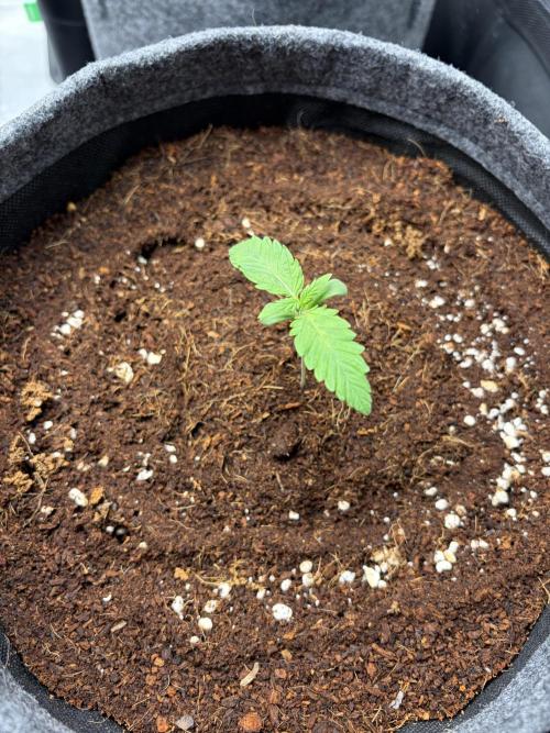 42 fast buds champions line. Week 1