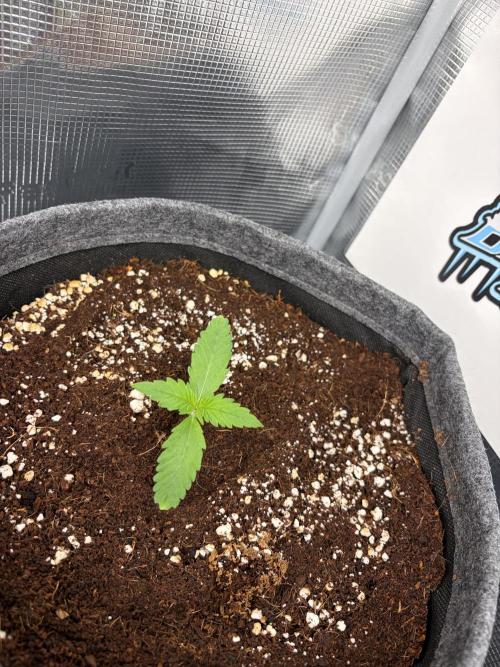 42 fast buds champions line. Week 1