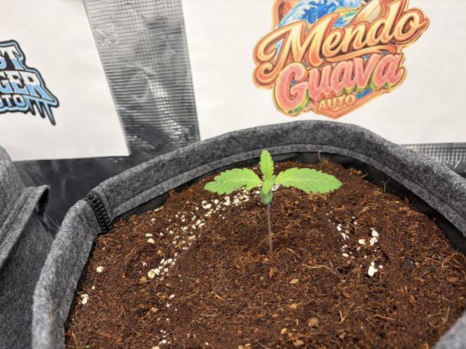 42 fast buds champions line. Week 1