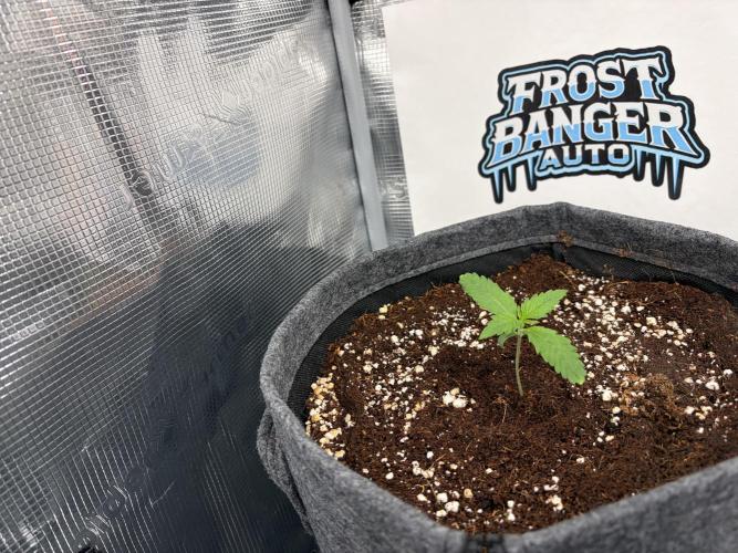 42 fast buds champions line. Week 1