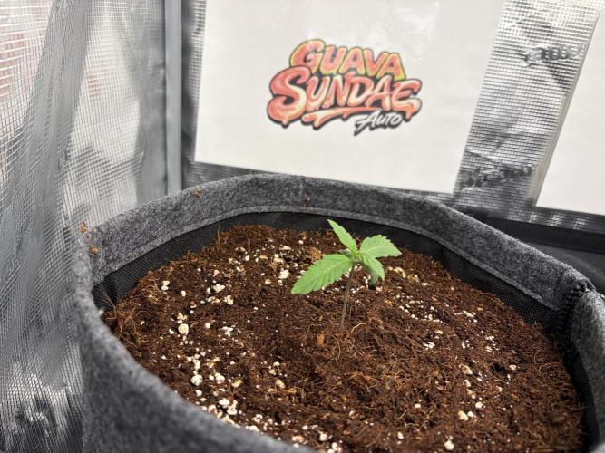 42 fast buds champions line. Week 1