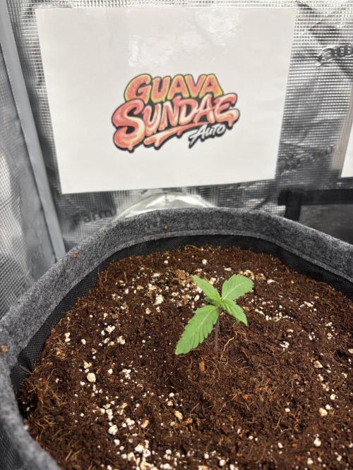 42 fast buds champions line. Week 1