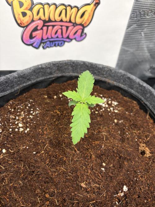 42 fast buds champions line. Week 1