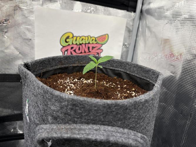 42 fast buds champions line. Week 1