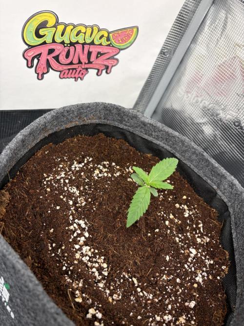 42 fast buds champions line. Week 1
