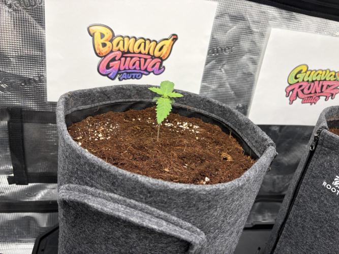 42 fast buds champions line. Week 1