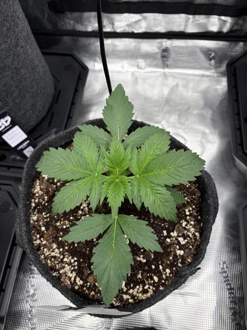 Guava and Strawberry Gorilla Auto RF3. Week 2