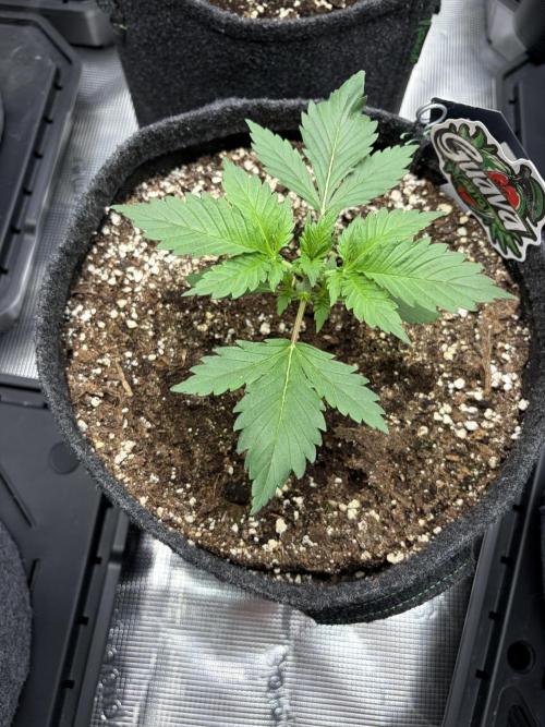 Guava and Strawberry Gorilla Auto RF3. Week 2