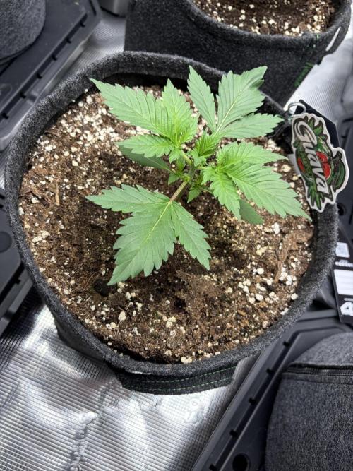 Guava and Strawberry Gorilla Auto RF3. Week 2