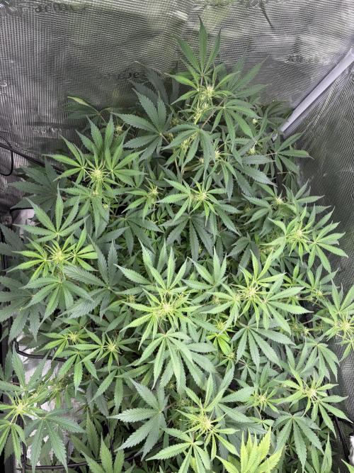 Z-Up Auto. Week 8