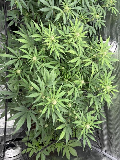 Z-Up Auto. Week 8