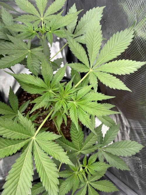 Lemon Cherry Cookies Auto. Week 4