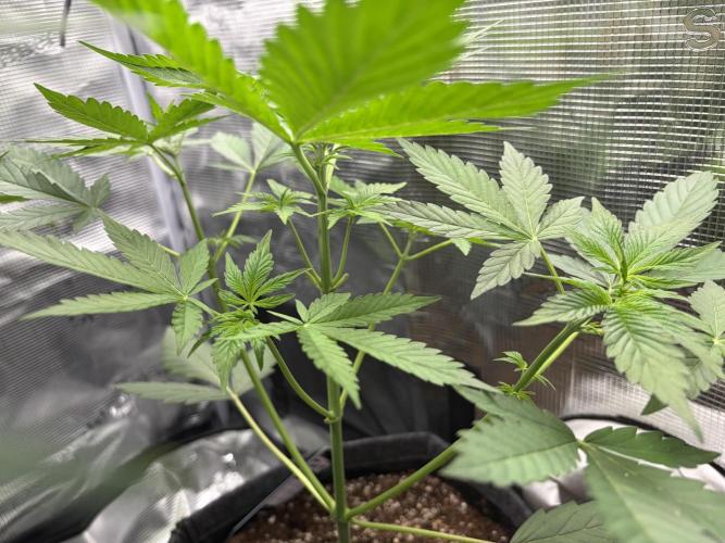 Lemon Cherry Cookies Auto. Week 4