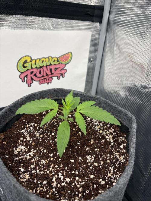42 fast buds champions line. Week 2