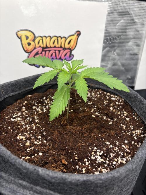 42 fast buds champions line. Week 2