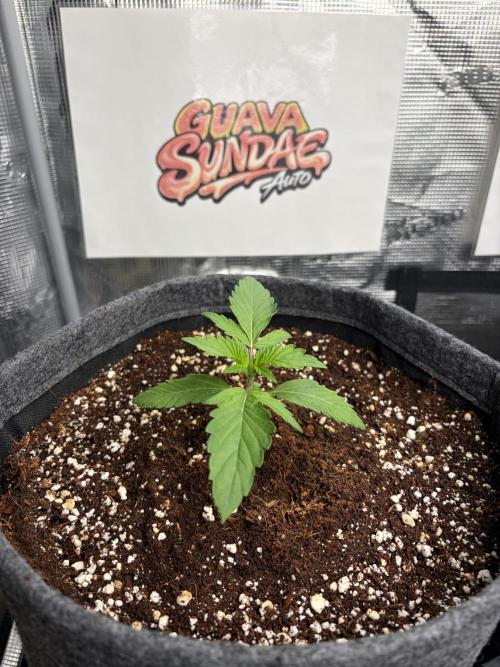 42 fast buds champions line. Week 2