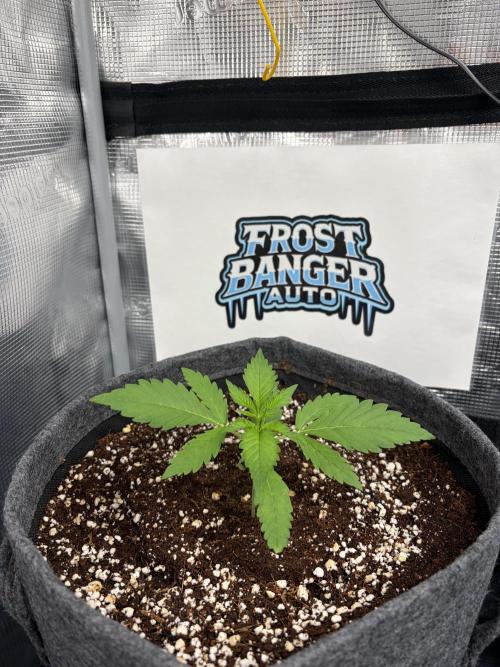 42 fast buds champions line. Week 2